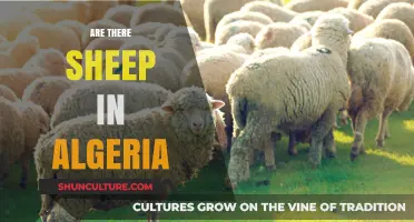 Exploring Algeria's Livestock: Are Sheep Part of Its Agricultural Landscape?