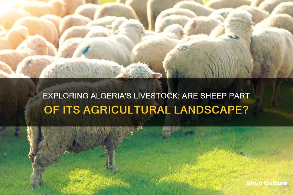 are there sheep in algeria