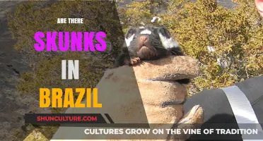 Do Skunks Roam Brazil? Exploring Their Presence in South America