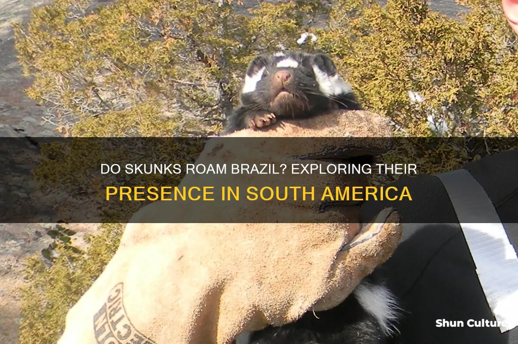 are there skunks in brazil