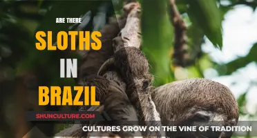 Sloths in Brazil: Exploring Their Presence and Habitat in the Rainforest