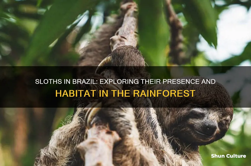 are there sloths in brazil