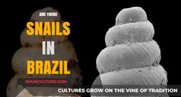 Exploring Brazil's Mollusk Diversity: Are There Snails in Brazil?