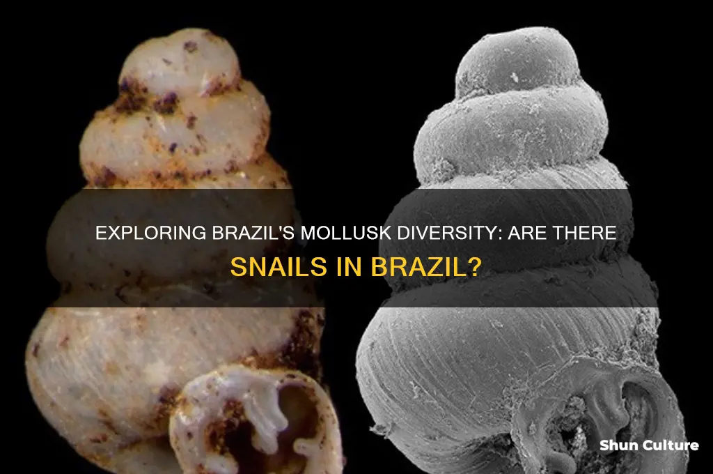 are there snails in brazil