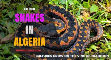 Exploring Algeria's Wildlife: Unveiling the Presence of Snakes in the Region