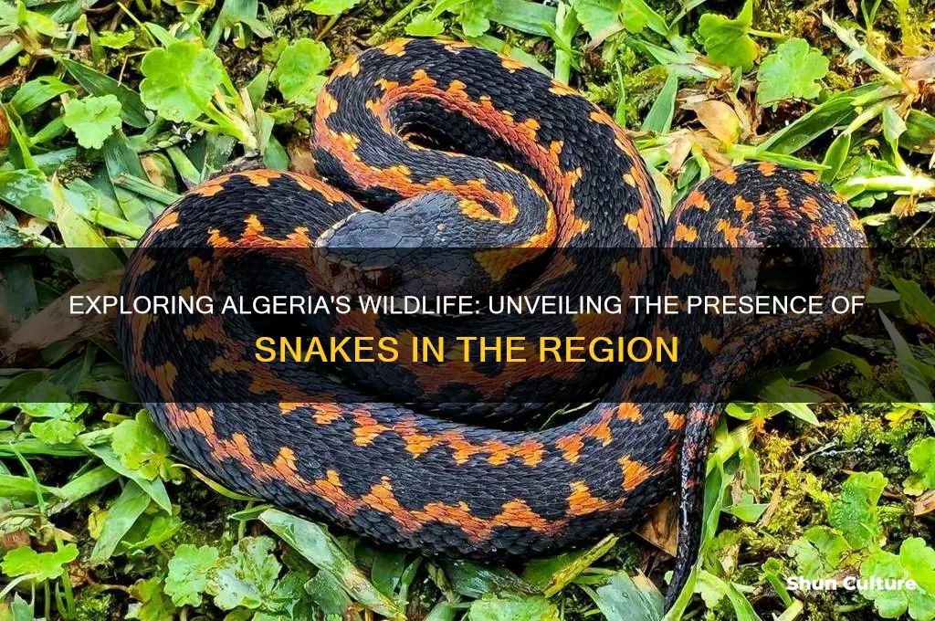 are there snakes in algeria