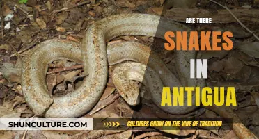 Snakes in Antigua: Uncovering the Truth About These Reptiles
