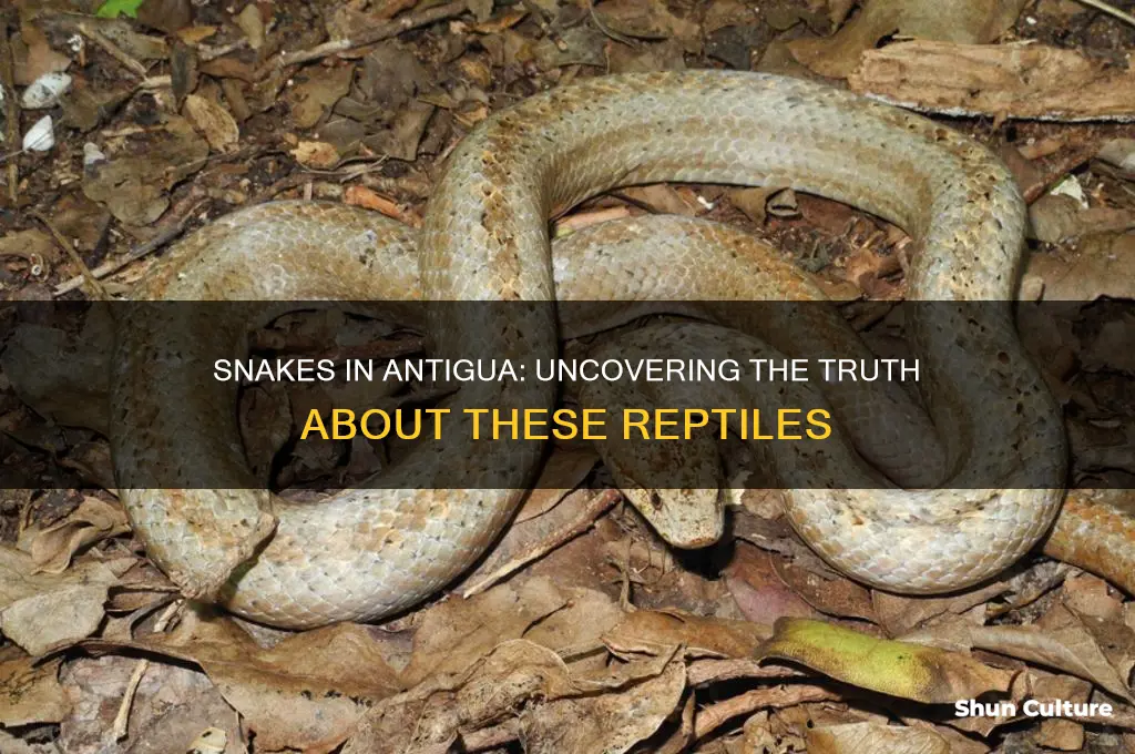 are there snakes in antigua