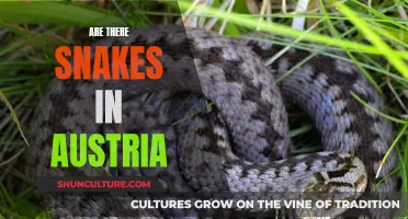 Snake Sightings in Austria: What You Need to Know