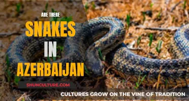 Snake Safety in Azerbaijan: What You Need to Know