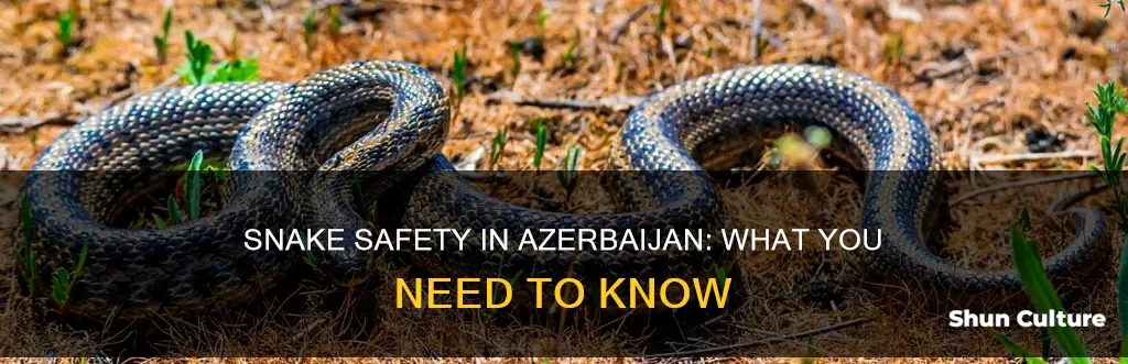 are there snakes in azerbaijan