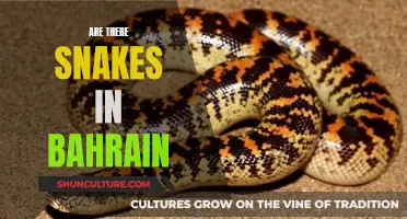 Snake Safety in Bahrain: What You Need to Know