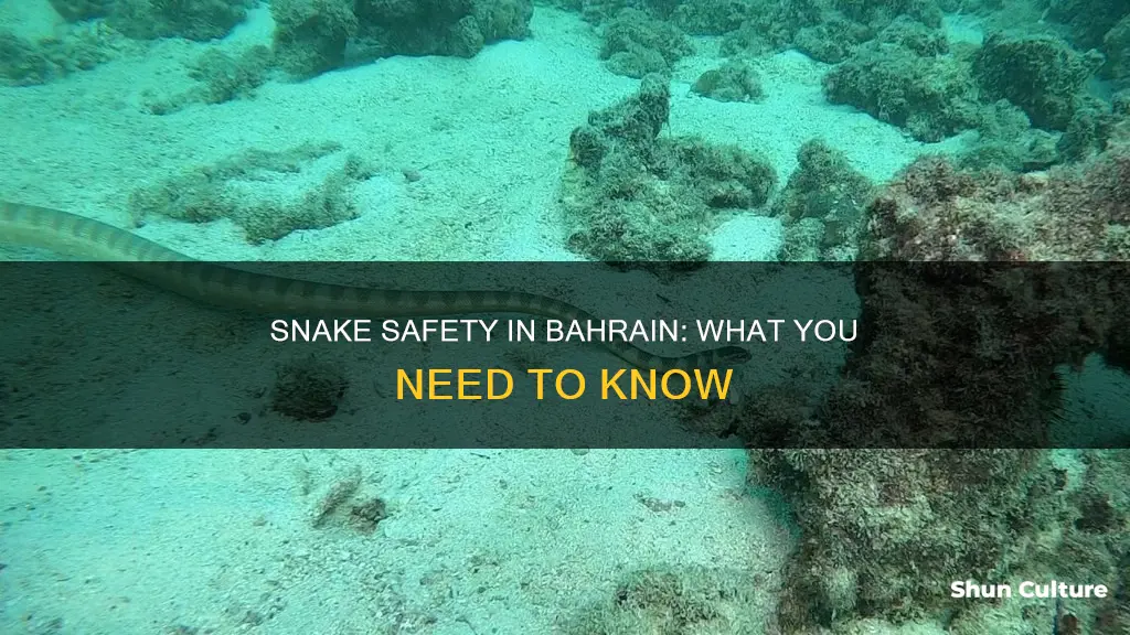 are there snakes in bahrain