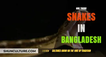 Exploring Bangladesh's Serpent Diversity: Are There Snakes in Bangladesh?