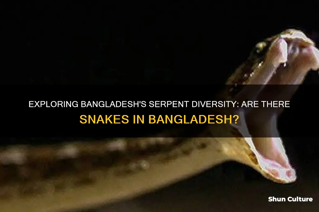 are there snakes in bangladesh