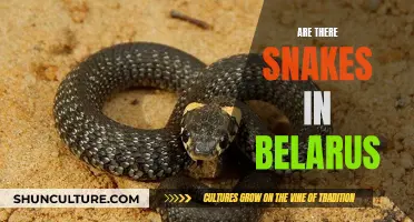 Snake Sightings in Belarus: What You Need to Know