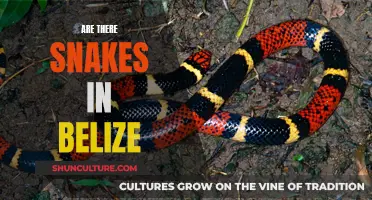 Snakes in Belize: What You Need to Know