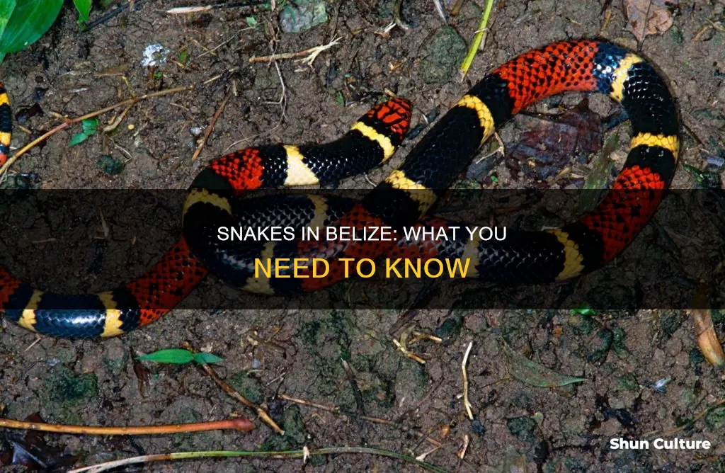 are there snakes in belize