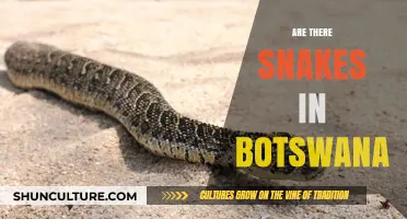 Exploring Botswana's Wildlife: Unveiling the Truth About Snakes in the Region