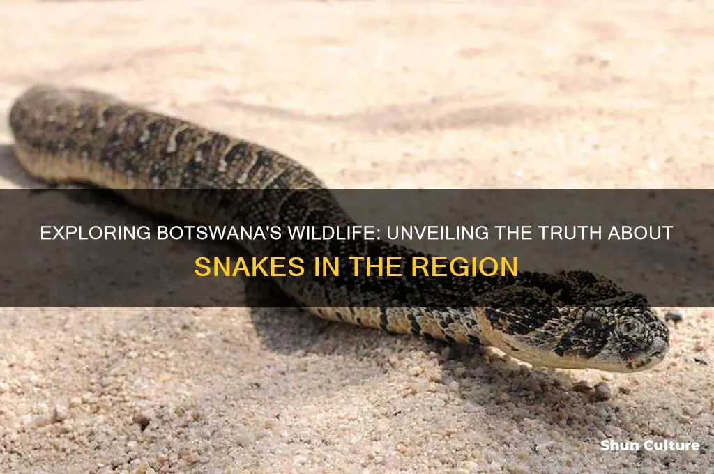 are there snakes in botswana