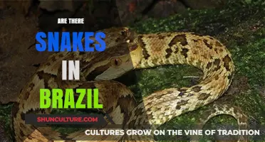 Exploring Brazil's Serpent Secrets: Are There Snakes in Brazil?