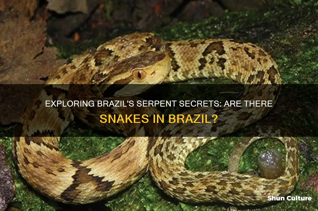 are there snakes in brazil