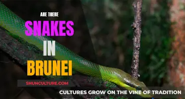 Snake Safety in Brunei: What You Need to Know