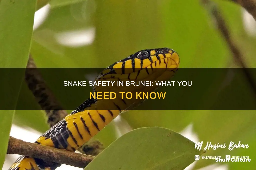 are there snakes in brunei