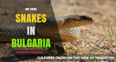 Exploring Bulgaria's Serpentine Side: A Guide to Local Snakes