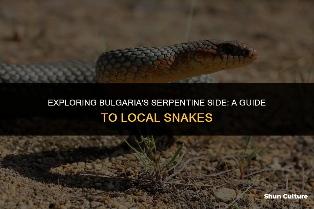 are there snakes in bulgaria