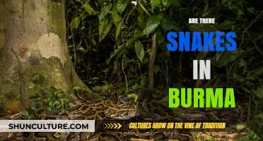 Exploring Myanmar's Serpentine Secrets: A Guide to Burmese Snakes