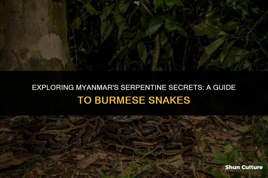 are there snakes in burma