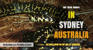 Snakes in Sydney: Uncovering the Truth About Australia's Urban Reptiles