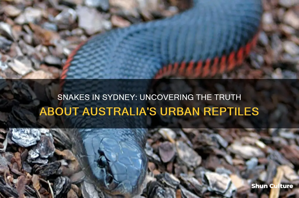 are there snakes in sydney australia