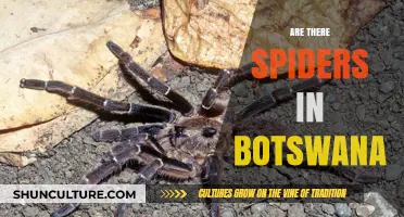 Exploring Botswana's Arachnid Presence: Do Spiders Inhabit This African Nation?