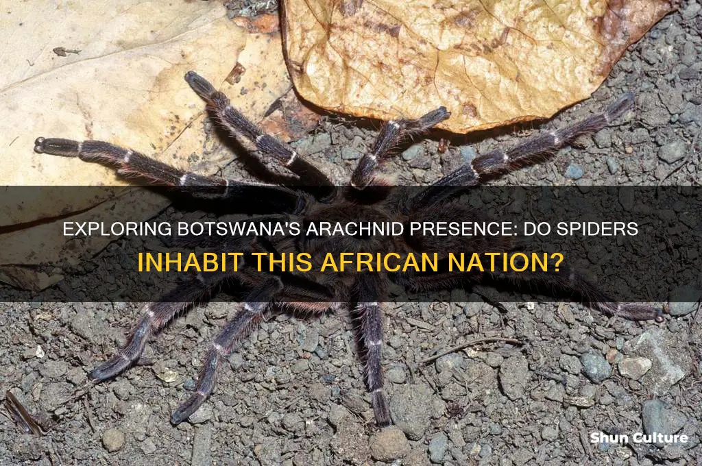 are there spiders in botswana