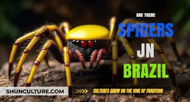 Exploring Brazil's Spider Diversity: Myths, Facts, and Fascinating Species