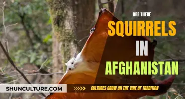 The Scurry of Squirrels: Afghanistan's Furry Friends