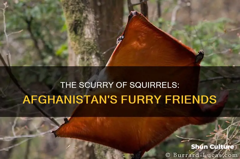 are there squirrels in afghanistan