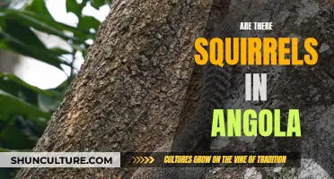 Squirrels in Angola: Exploring Their Presence