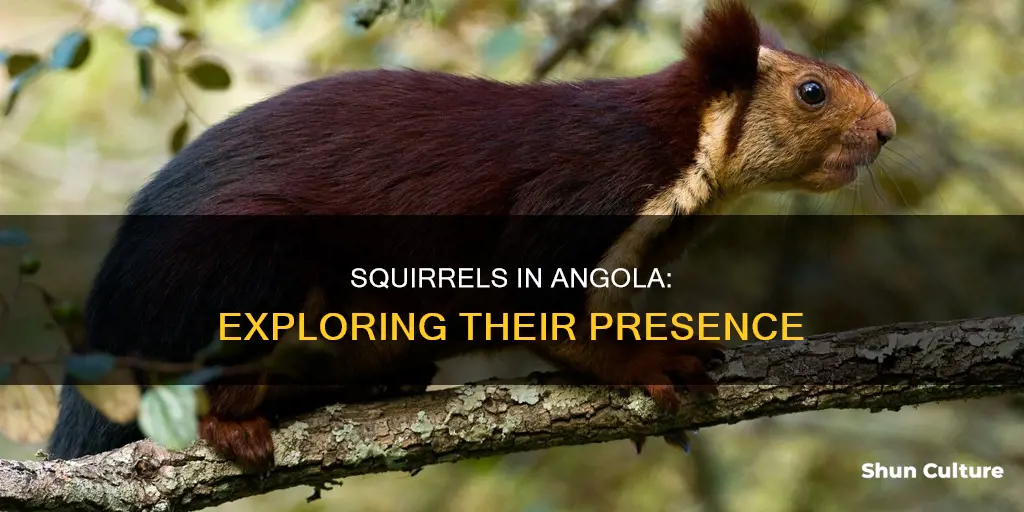 are there squirrels in angola