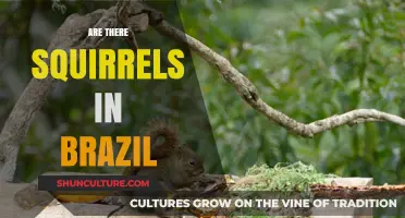 Squirrels in Brazil: Exploring Their Presence and Habitat in the Wild