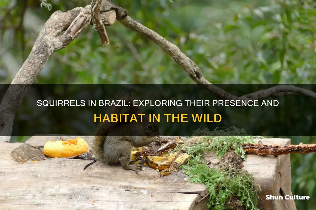 are there squirrels in brazil
