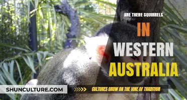 Squirrels in Western Australia: An Unlikely Sighting