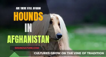 The Enduring Legacy of Afghan Hounds in their Homeland