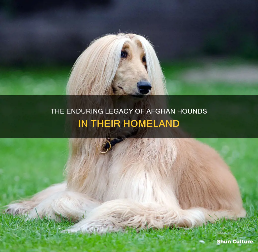 are there still afghan hounds in afghanistan