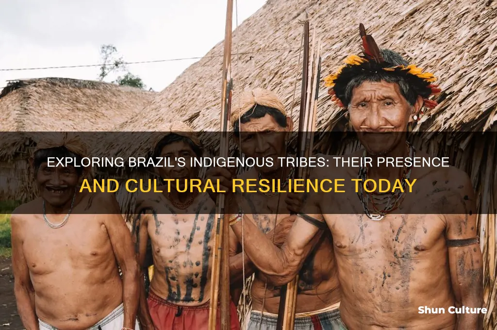 are there still tribes in brazil