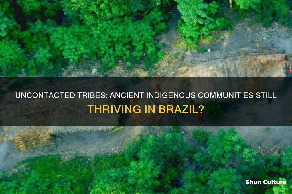 are there still tribes of ancient people in brazil