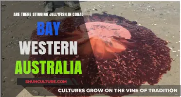 Jellyfish Stings in Coral Bay, Western Australia: What to Know