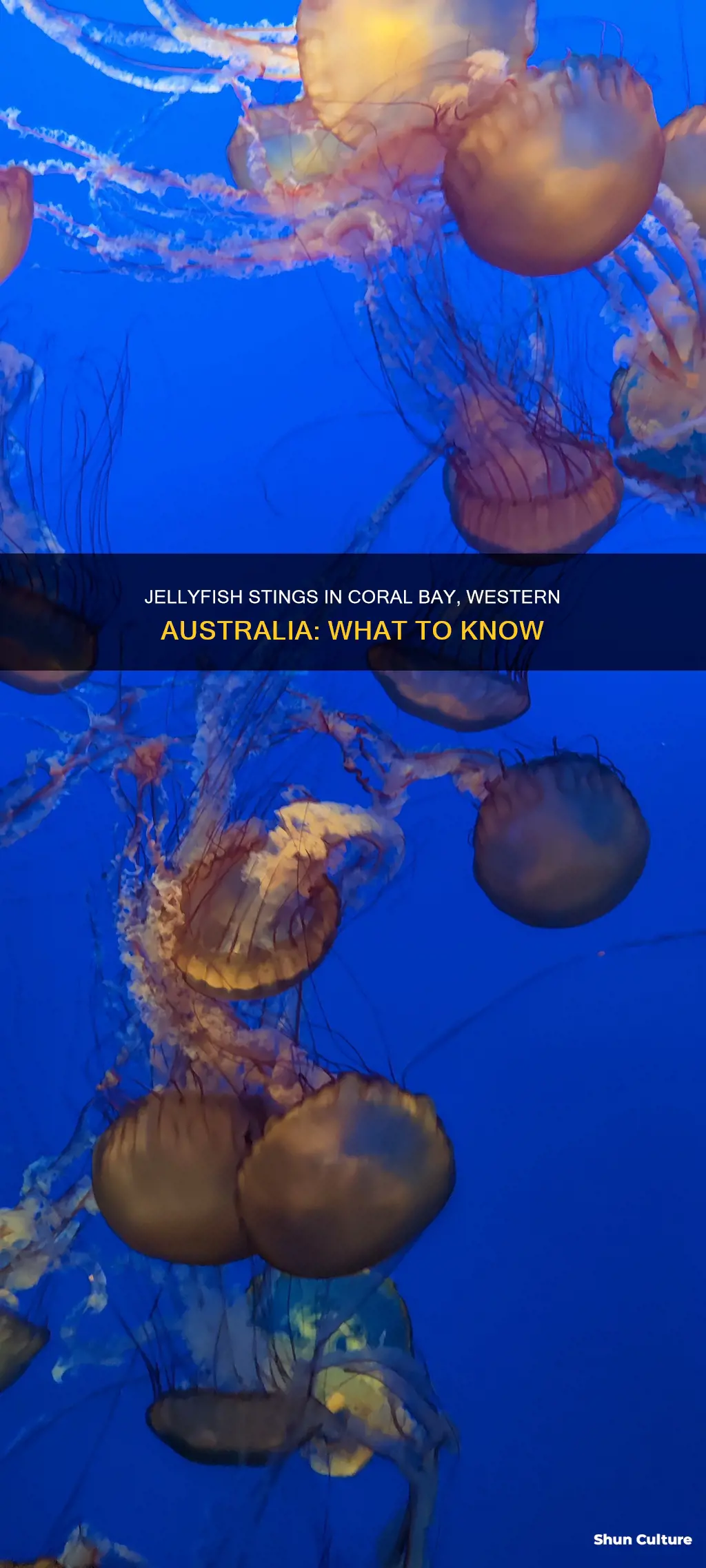 are there stinging jellyfish in coral bay western australia